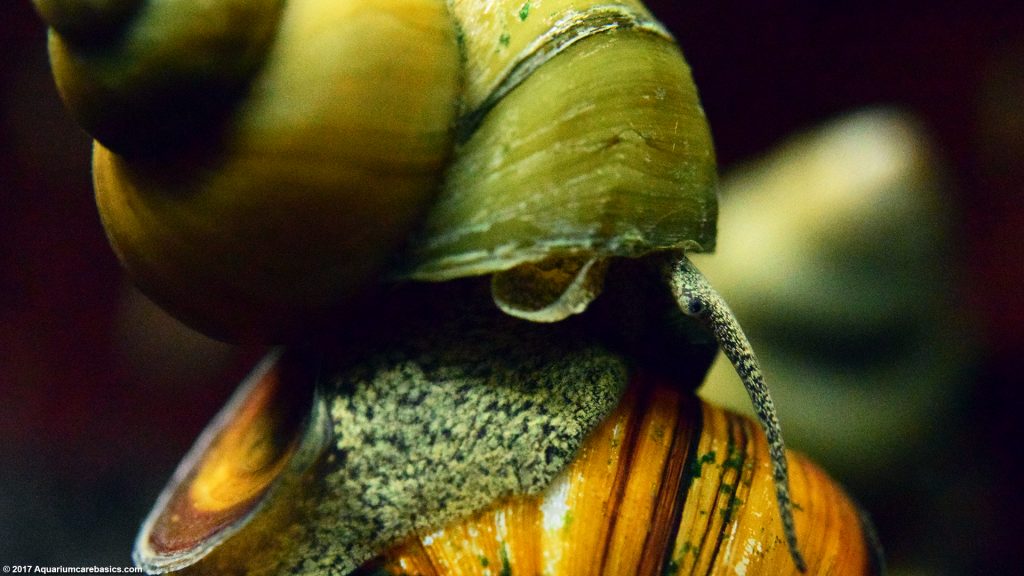 Japanese Trapdoor Snails Care, Size, Diet & Reproduction Video
