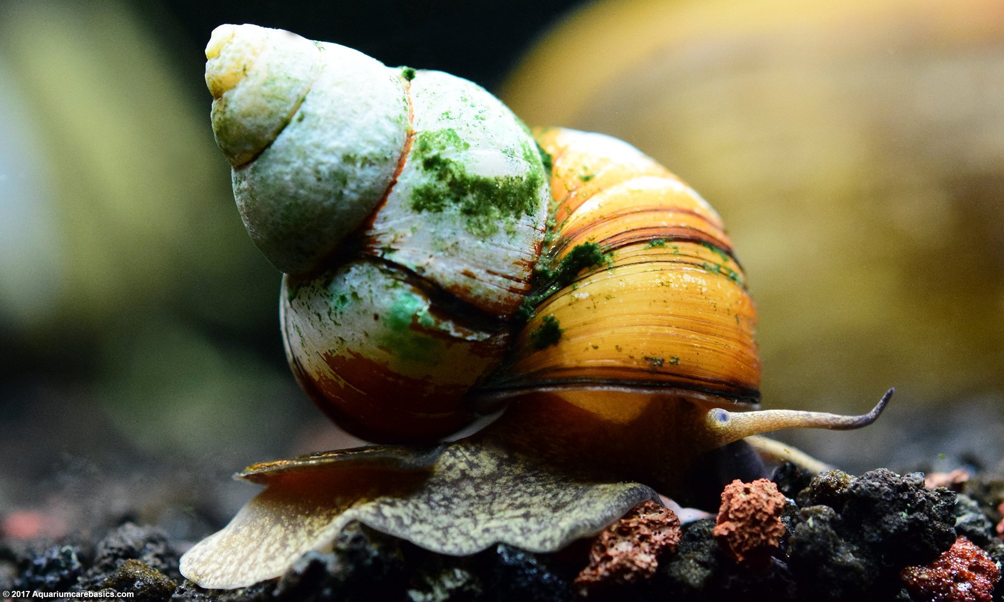 Japanese Trapdoor Snails In Freshwater Tanks