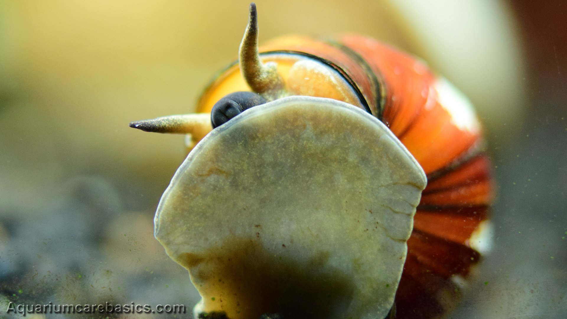 ### Trapdoor snails 3x PLUS 1 FREE ## pond snails ## algae eater ### 