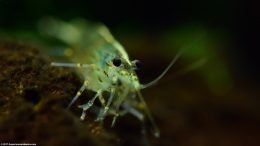 Japonica Amano Shrimp In A Freshwater Tank