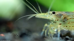 Japonica Shrimp Upclose In A Freshwater Tank