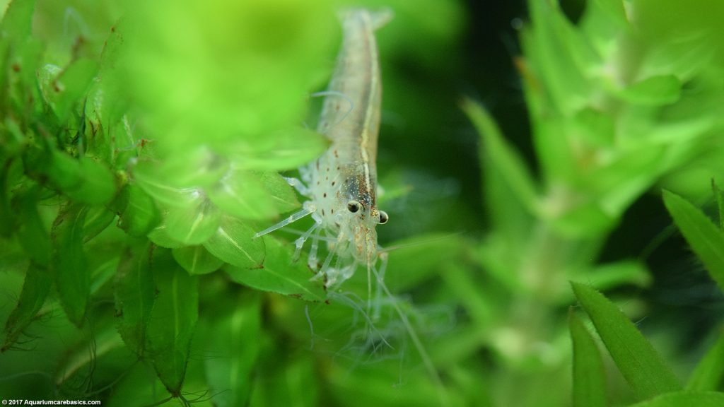 Amano Shrimp Care, Feeding, Algae Eating, Size, Lifespan - Video