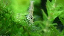 Japonica Shrimp Eating In A Freshwater Aquarium