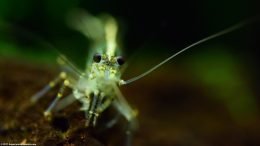 Japonica Shrimp Eyes Closeup