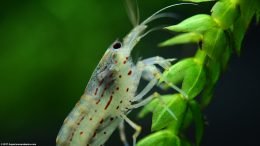 Japonica Shrimp Legs Closeup