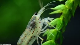 Japonica Shrimp Legs Closeup