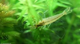 Japonica Shrimp In A Planted Aquarium