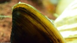 Keeping Freshwater Clams