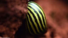 Healthy Zebra Nerite Snail On A Lava Rock