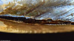 Ligament And Shell Of An Asian Gold Clam