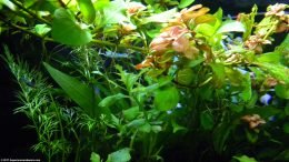 Live Aquarium Plants For Freshwater Aquariums