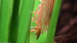 Light Reddish Brown Wood Shrimp Inside A Green Plant