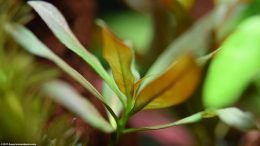 Ludwigia Peruensis Leaves