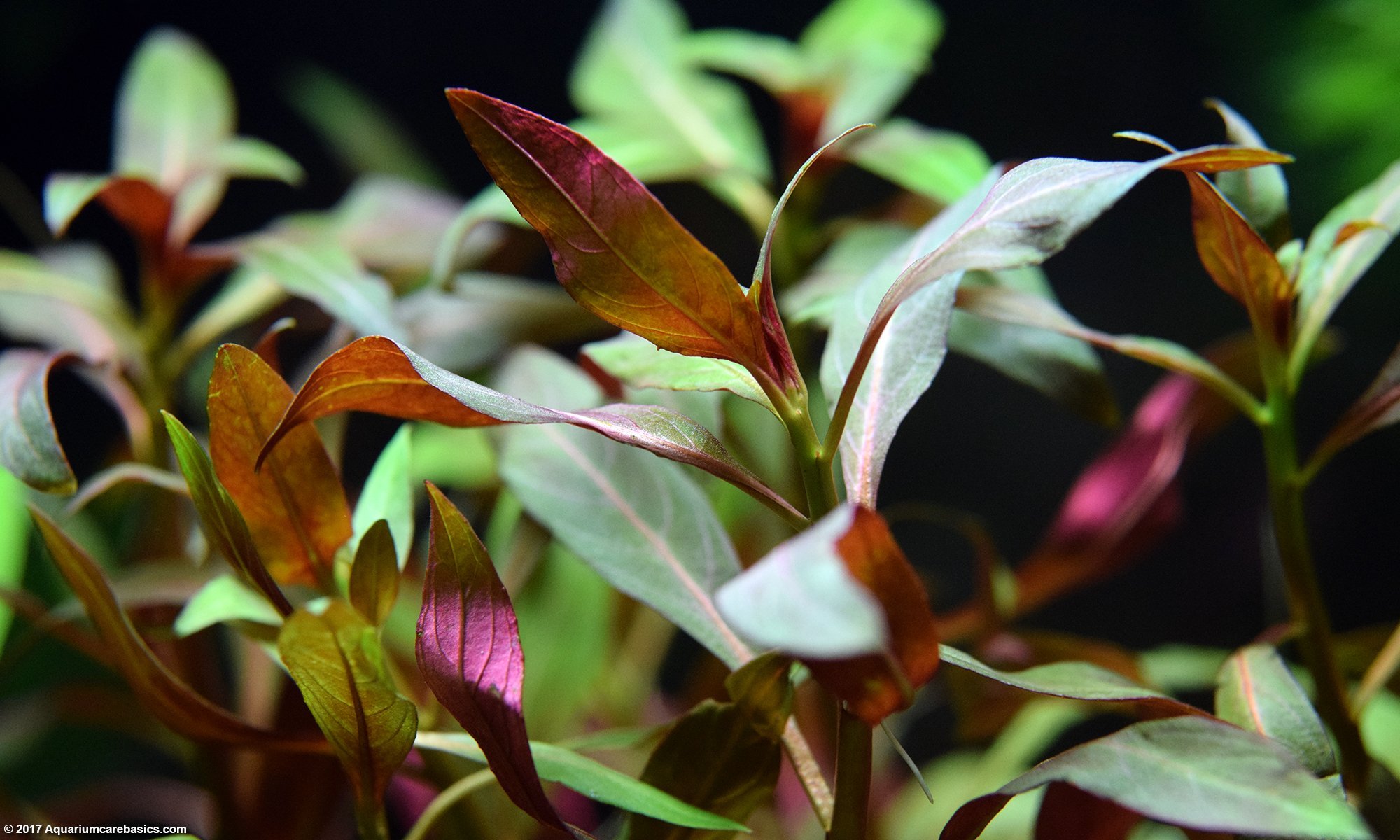 Ludwigia Peruensis Plant In A Freshwater Tank