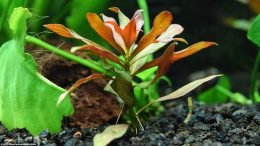 Ludwigia Peruensis Planting