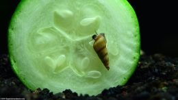 Malaysian Trumpet Snail Diet Can Include Green Zucchini