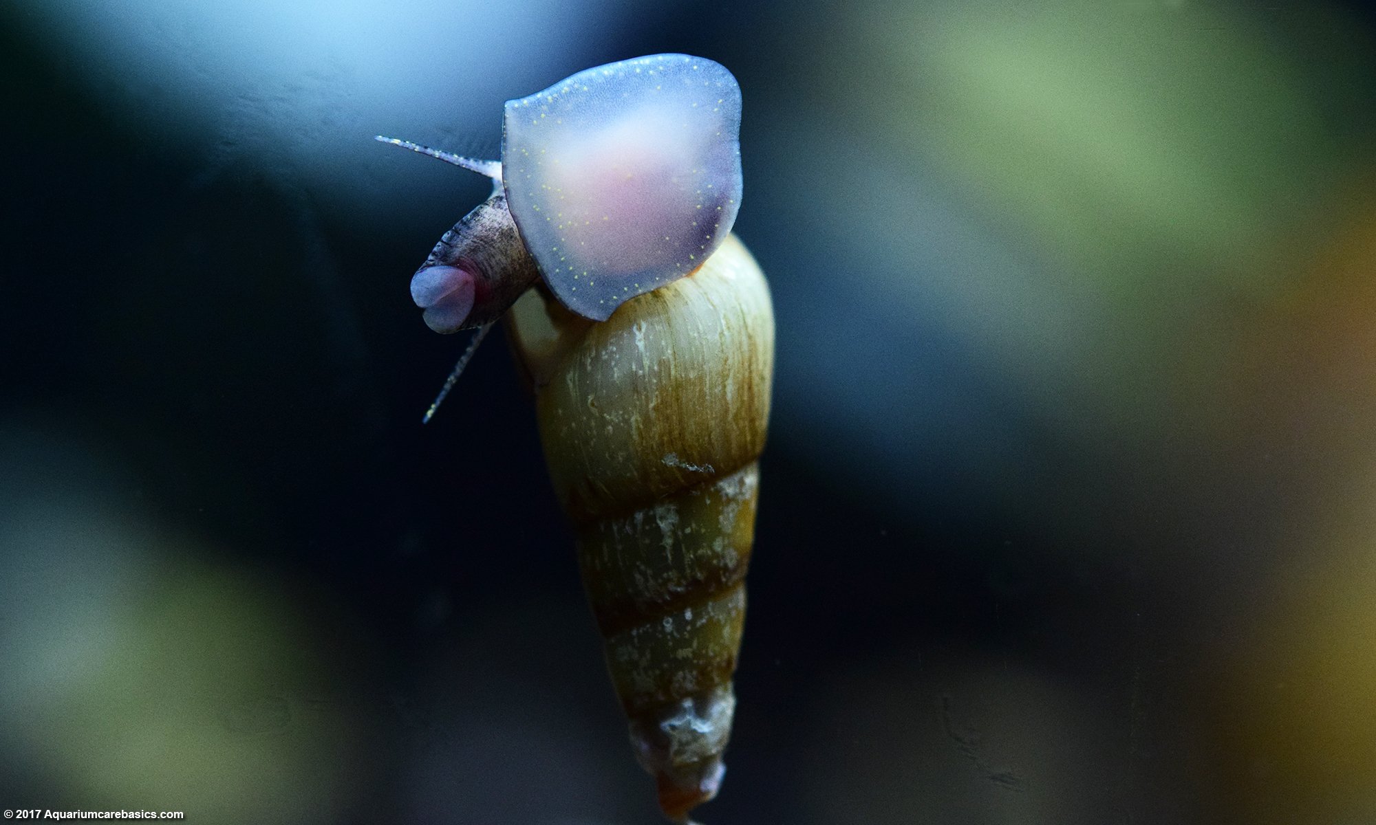 Malaysian Trumpet Snail On Aquarium Glass