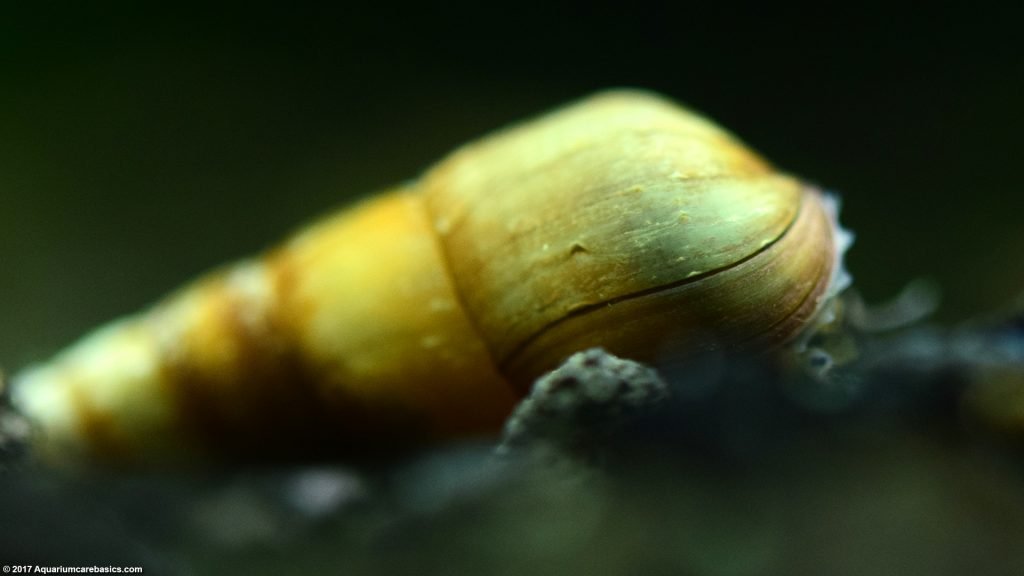 Malaysian Trumpet Snails Care, Food, Size & Lifespan Video