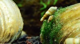 Malaysian Trumpet Snails On An Asian Gold Clam