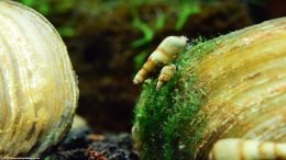 Malaysian Trumpet Snails Feeding