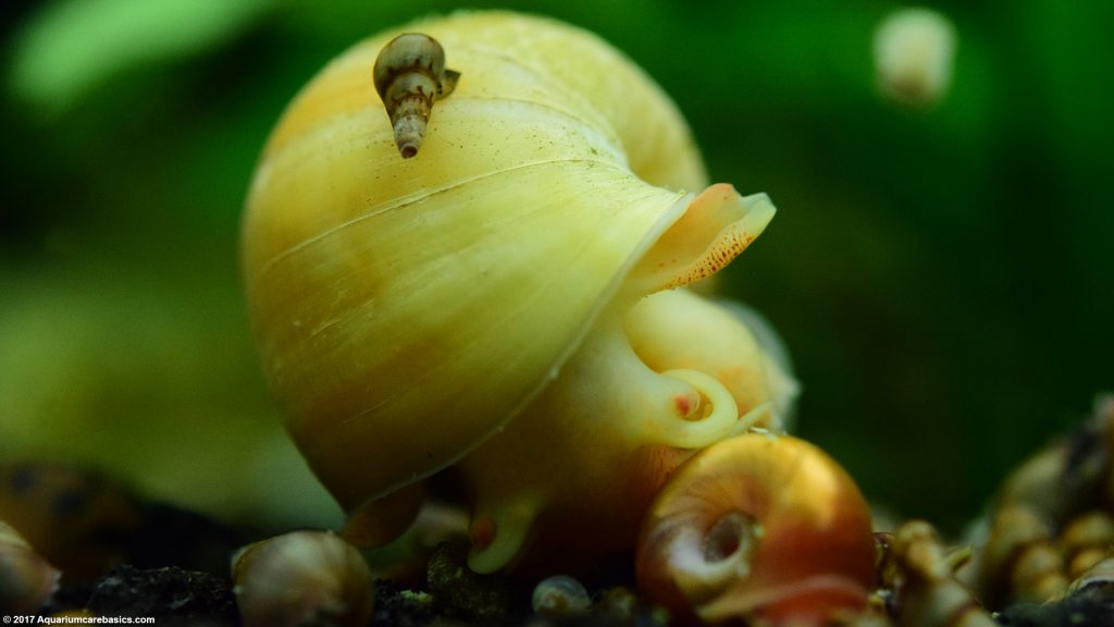 Malaysian Trumpet Snails Care, Food, Size & Lifespan Video