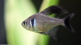 Male Black Phantom Tetra, A Popular Freshwater Aquarium Fish