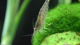 Marimo Moss Ball With Caridina Multidentata