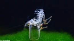 Marimo Moss Ball With Empty Amano Shrimp Shell