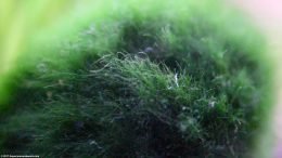 Marimo Moss Ball, Closeup