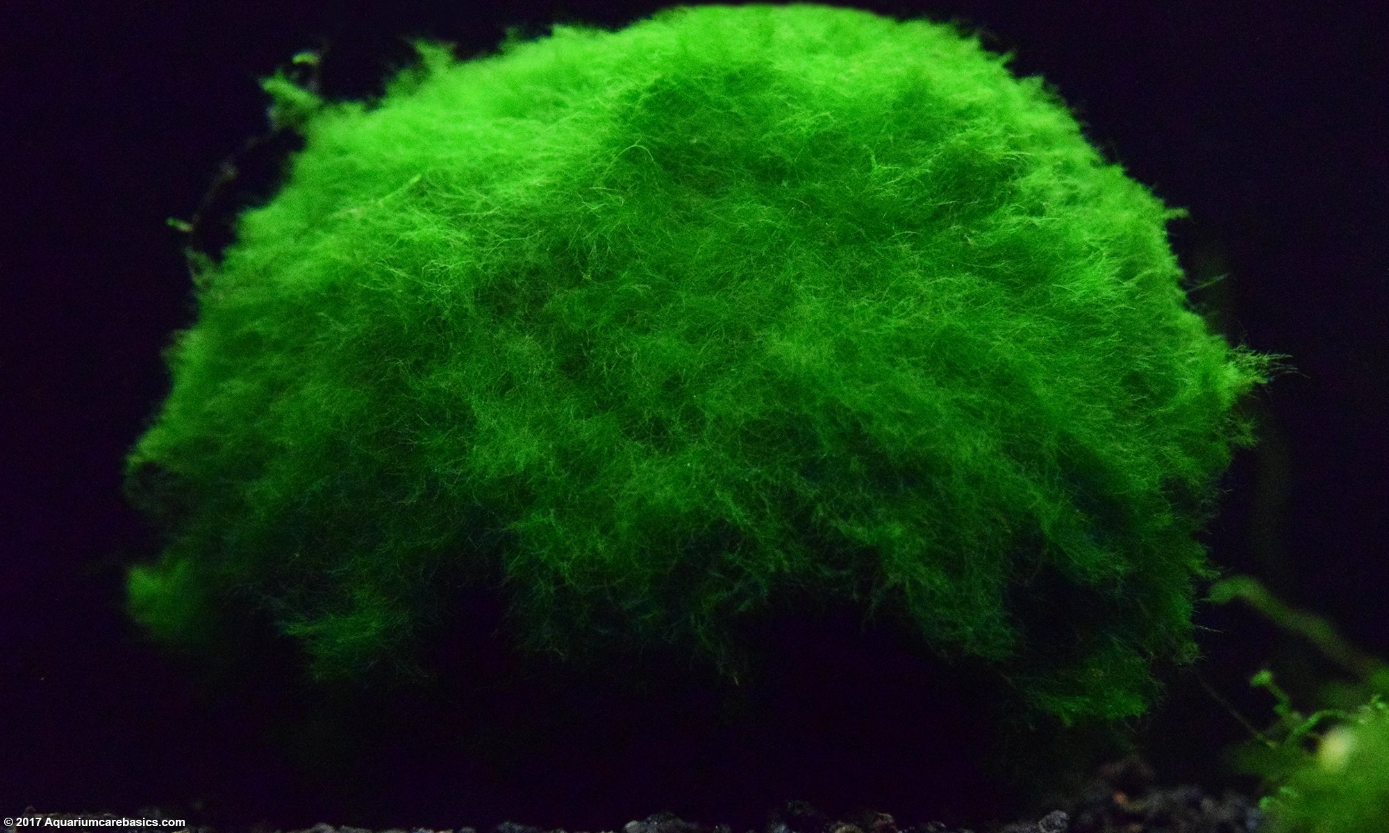 Marimo Moss Ball Growing Peacefully On The Tank Bottom