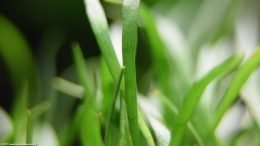 Micro Sword Aquarium Plant In A Freshwater Tank