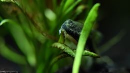 Micro Sword Leaves With Otocinclus Catfish