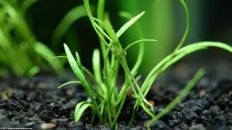 Micro Sword Planting In Substrate