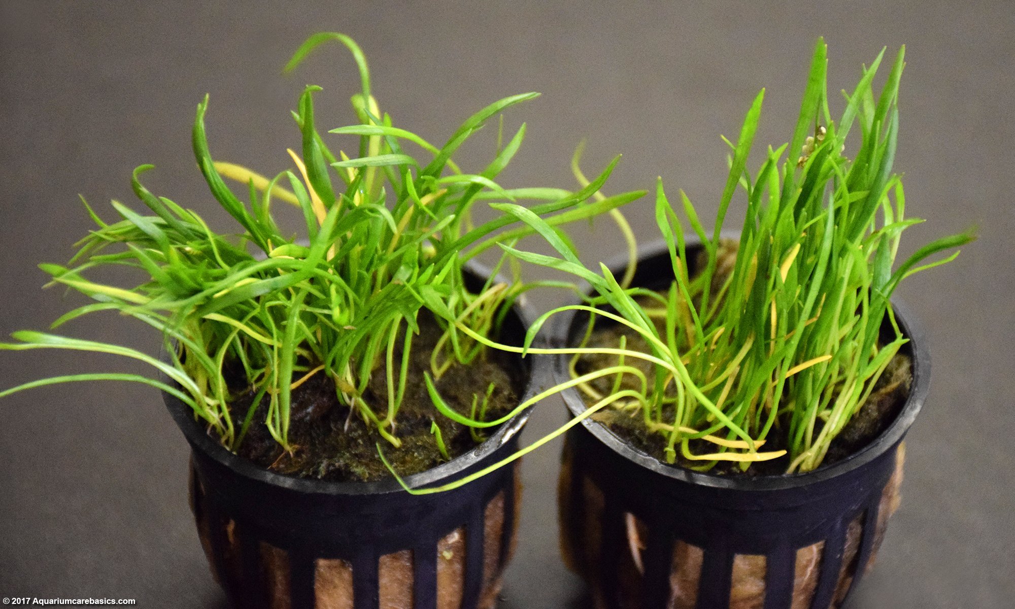 Micro Sword Plants Showing In Their Packaging