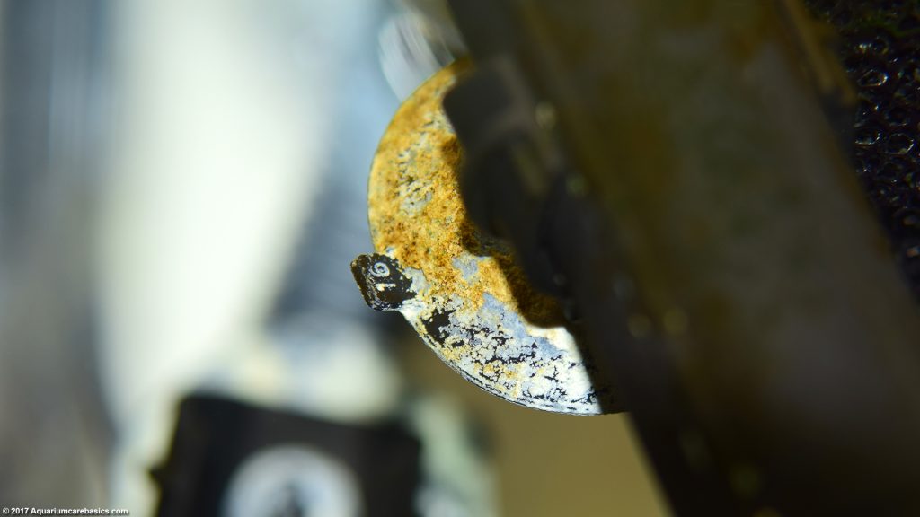 Picture of Mineral Deposits In An Aquarium: Buildup & Removal