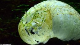 Minerals In Aquarium Snail Shells