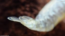 Empty Molted Tail Shell: Side View