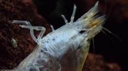 Molted Shell Of Torso, Legs And Feeding Fans