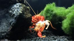 Molted Crayfish Shells Contain Minerals