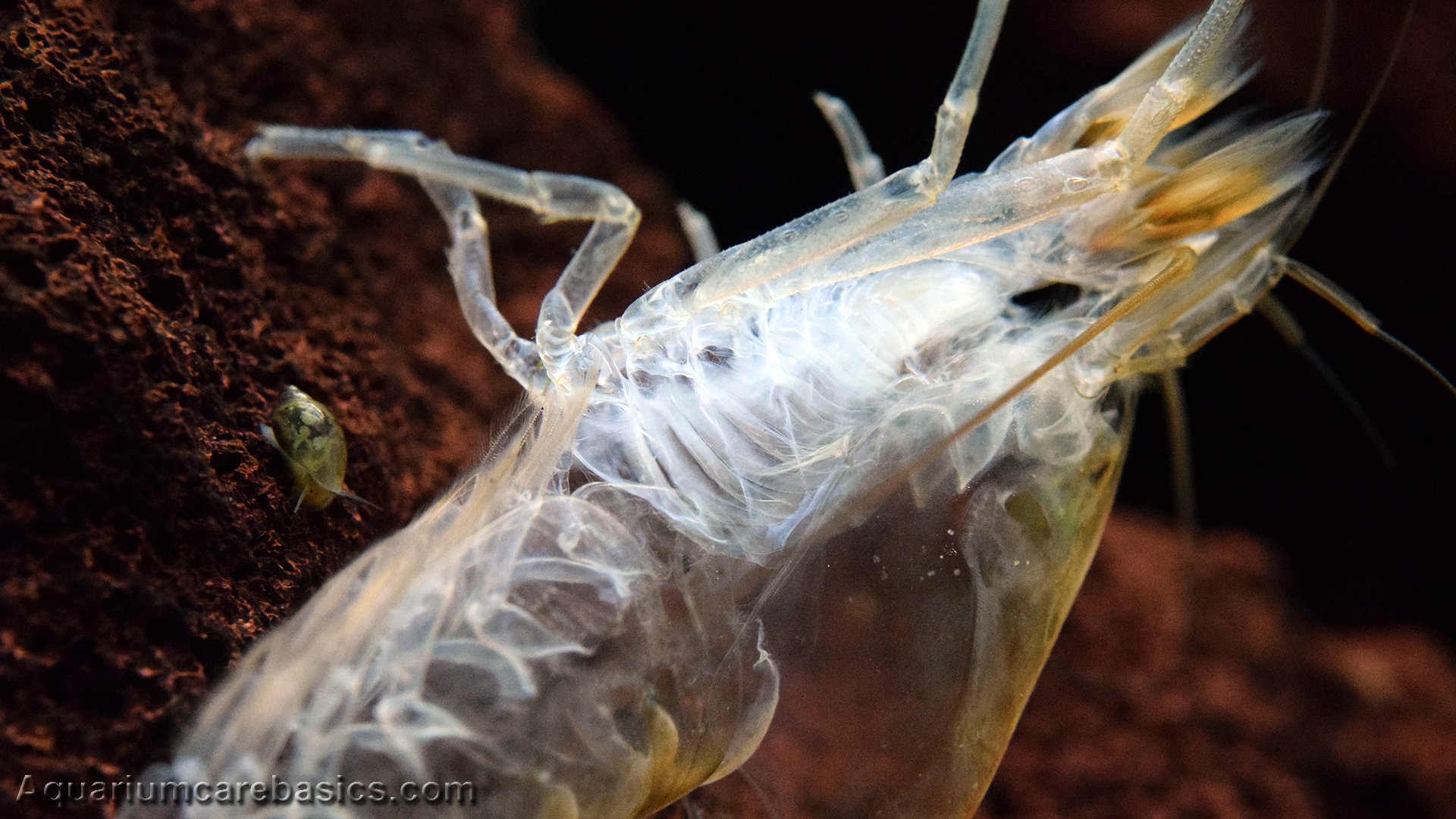 Wood Shrimp Shells Remove From Tank After Molting? Video