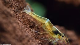 Molting Amano Shrimp In A Freshwater Tank