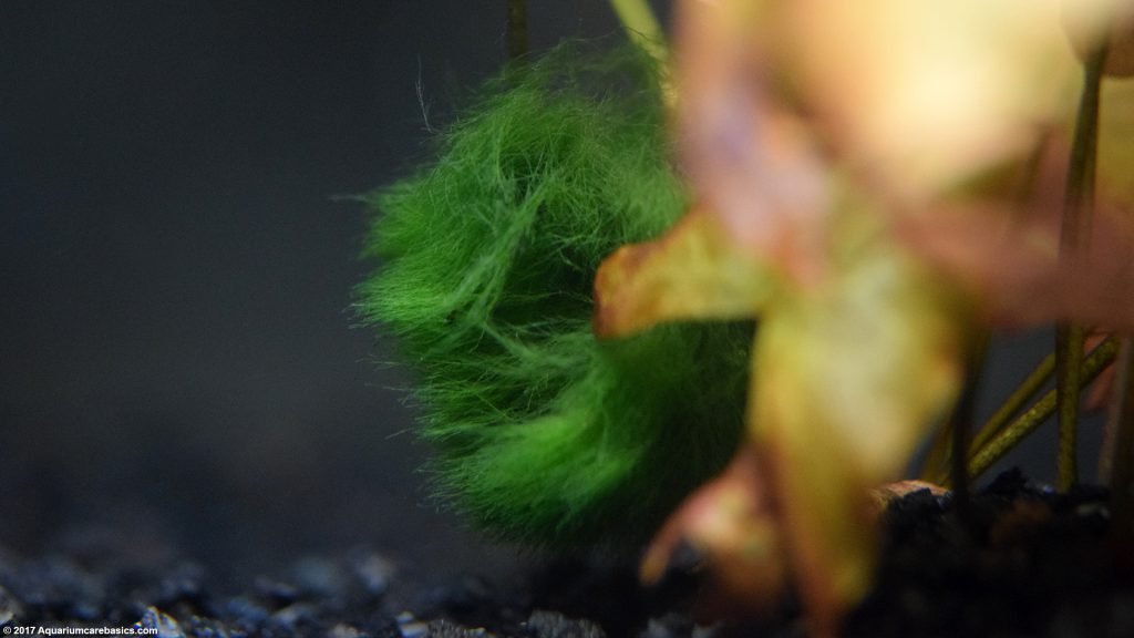 Marimo Moss Ball Care, Water Parameters & Lighting Video