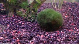 Moss Ball In A Freshwater Aquarium