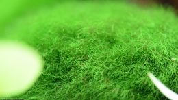 Moss Ball Fibers, Upclose