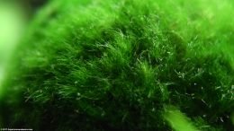 Moss Balls, Closeup