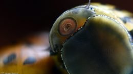 Mouth And Eye Closeup: Zebra Nerite Snail