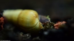 MTS Snail On Black Substrate