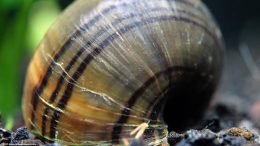 A Mystery Snail Can Be A Great Tank Cleaner Given The Right Circumstances