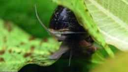 Mystery Snail On Amazon Sword Leaves
