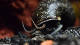 Mystery Snail On Black Substrate